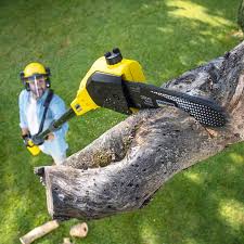 Best Lawn Maintenance Plans  in Ponder, TX